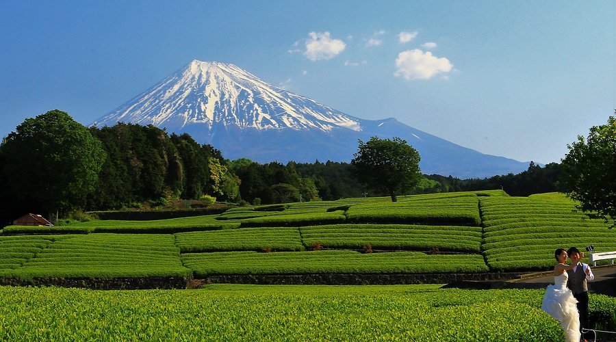 🍵 오부치 차밭(오부치 사사바) 이미지 6